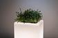 Уличный светодиодный светильник Paulmann Lichtobjekt Plant 94183 - фото №3